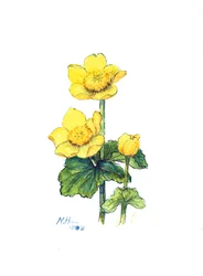 Caltha des marais, 1998